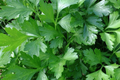 Italian Giant Parsley Seeds - Non-GMO Heirloom, 2000 Seeds