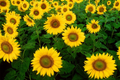 Skyscraper Sunflower Seeds - Heirloom, Non-GMO, Tall Giant Blooms (50 Seeds)