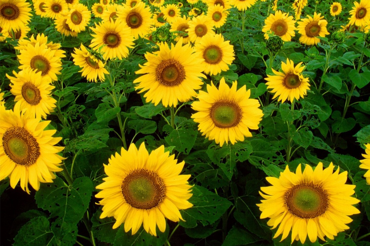 Skyscraper Sunflower Seeds - Heirloom, Non-GMO, Tall Giant Blooms (50 Seeds)