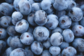 200 Highbush Blueberry Seeds - Disease-Resistant, Self-Fertile | Vaccinium corymbosum