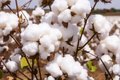 White Cotton Seeds (Gossypium) - 38 Non-GMO Seeds, Full Sun, 24-36in