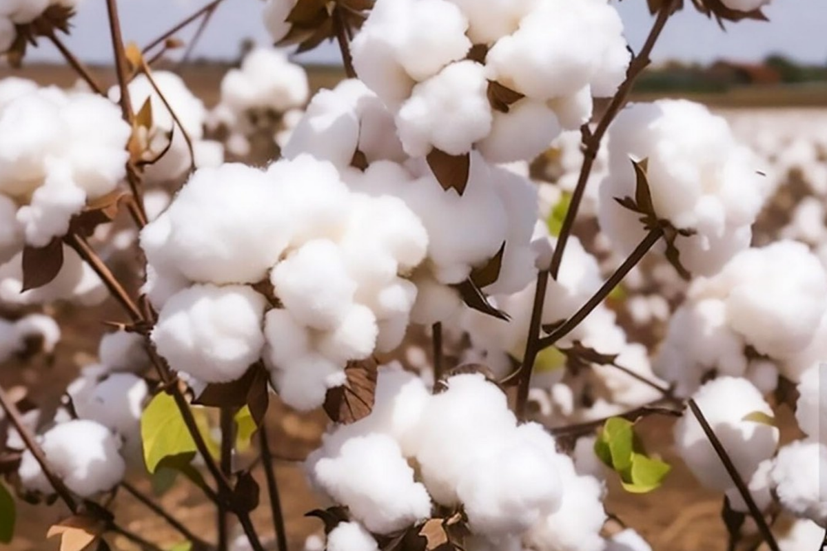 White Cotton Seeds (Gossypium) - 38 Non-GMO Seeds, Full Sun, 24-36in