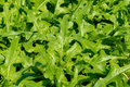 Catalogna Emerald Endive - 1000 Heirloom Italian Dandelion Seeds (Cichorium intybus) - Slow-Bolting Chicory
