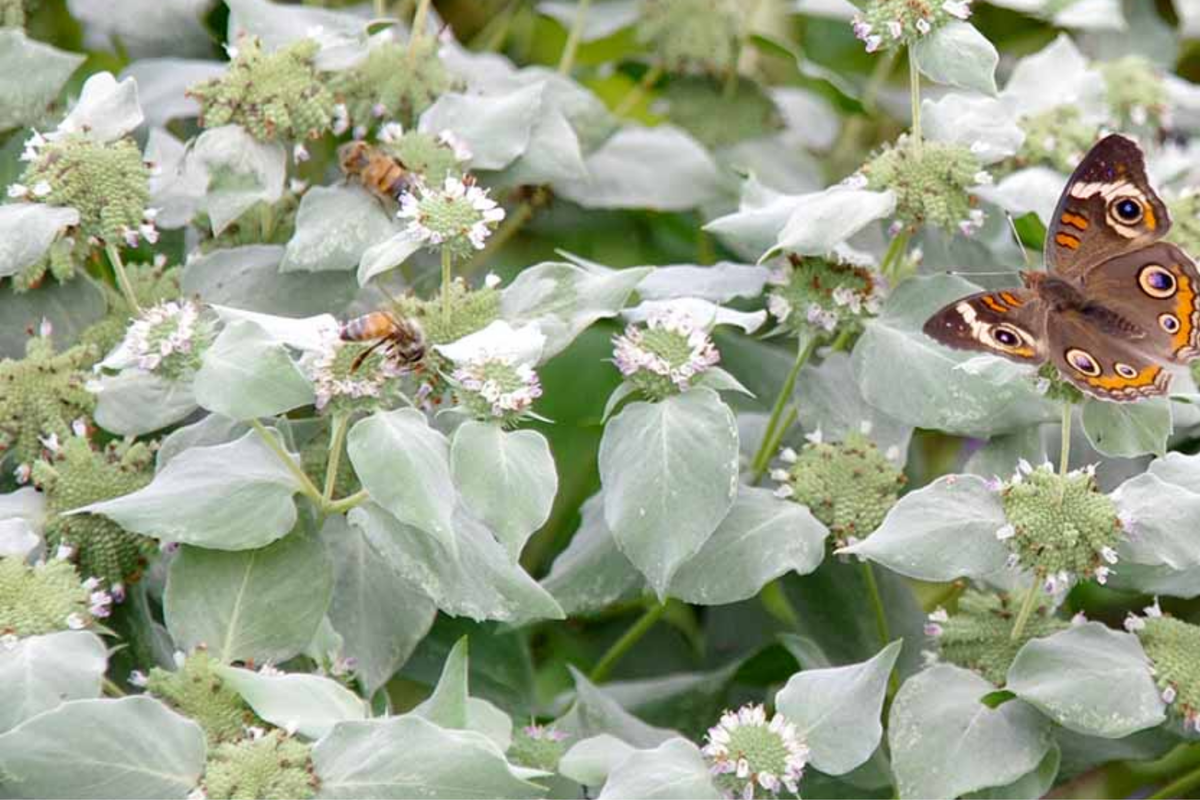 650 Mountain Mint Seeds - Pycnanthemum pilosum | Fragrant Mint Tea Herb & Pollinator Seed