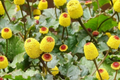 Paracress (Spilanthes oleracea) Seeds - 100 Pack | Toothache Plant, Buzz Buttons