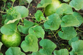 Giant Bushel Gourd Seeds - Non-GMO Heirloom - Up to 100 Lb Vine Cucurbit