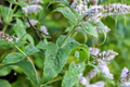 Peppermint Seeds Mentha piperita - 2000 Seeds, Non-GMO Heirloom for Tea & Culinary