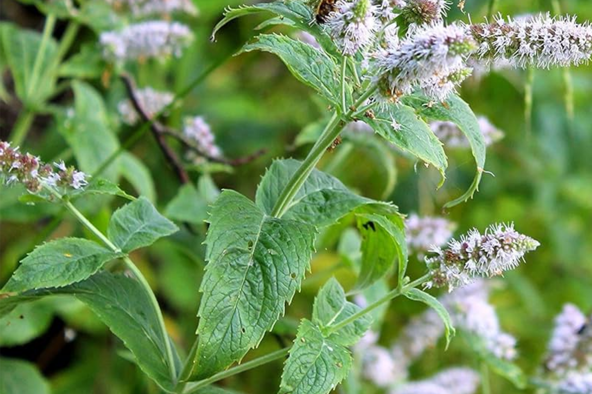 Peppermint Seeds Mentha piperita - 2000 Seeds, Non-GMO Heirloom for Tea & Culinary