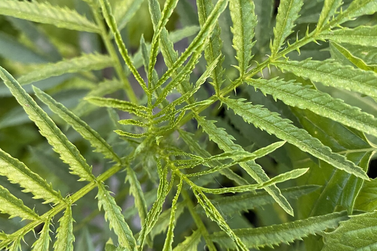 Huacatay Seeds (Black Mint) - Tagetes Minuta | Peruvian Culinary & Medicinal Herb, 300 Seeds