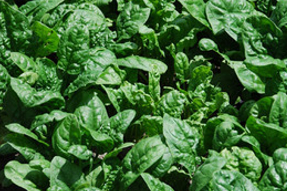 Giant Noble Spinach Seeds - 500 Non-GMO Heirloom Giant Noble Spinach Seeds