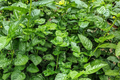 Molokhia Seeds (Egyptian Spinach) Corchorus olitorius – 100 Non-GMO Seeds