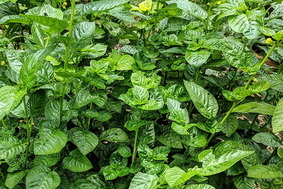 Molokhia Seeds (Egyptian Spinach) Corchorus olitorius – 100 Non-GMO Seeds