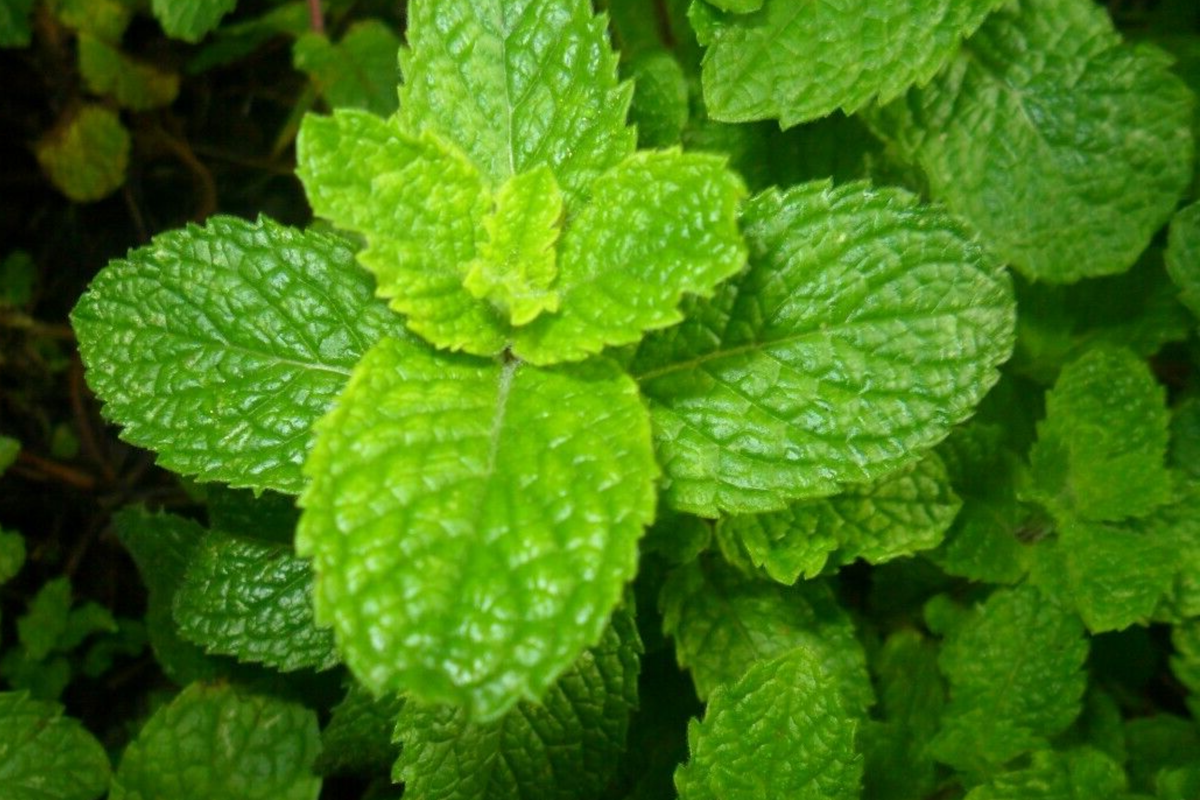 Spearmint Seeds Mentha spicata - 2500 Non-GMO Seeds for Tea, Culinary & Medicinal Use
