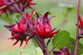 Roselle Seeds Hibiscus sabdariffa | 50 Fresh Seeds | Asian Sour Leaf (Edible & Medicinal)