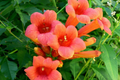 Campsis radicans Trumpet Creeper Vine Seeds - 70 Fresh Seeds, Fast-Growing