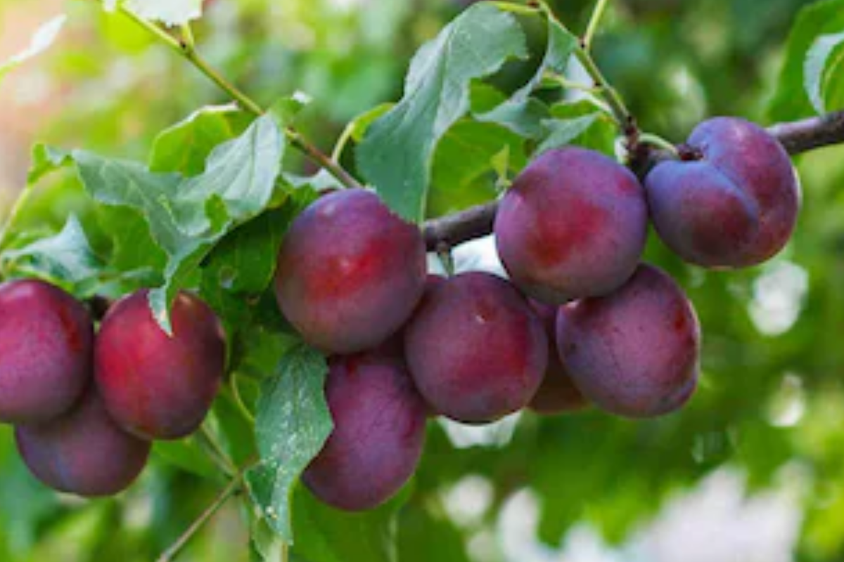 Methley Plum Fruit Tree Bare-Root Starter Plant - 3-4 ft, Self-Pollinating