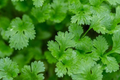 Cilantro (Coriandrum sativum) Cilantro/Coriander Seeds - 500 Fresh NON-GMO