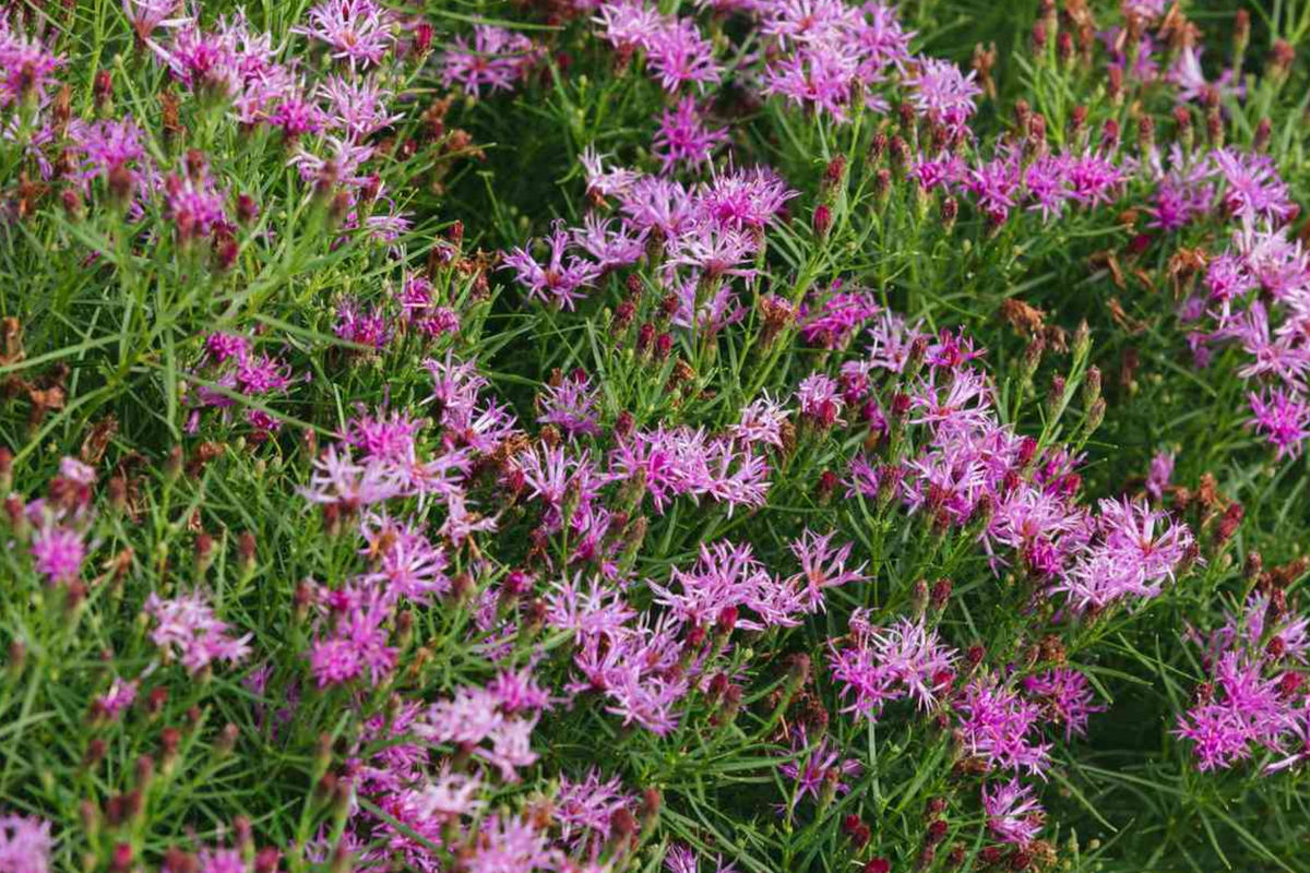 Vernonia noveboracensis (New York Ironweed) Starter Plant Plug | Live Plant