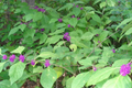 Japanese Beautyberry Cuttings (Callicarpa japonica) - 10 Organic 5-7" Unrooted Cuttings