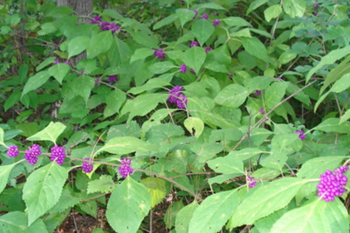 Japanese Beautyberry Cuttings (Callicarpa japonica) - 10 Organic 5-7" Unrooted Cuttings