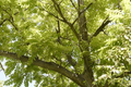 Butternut (White Walnut) Tree Seedlings – 2 Juglans cinerea Starter Plants, USDA Zones 3-7