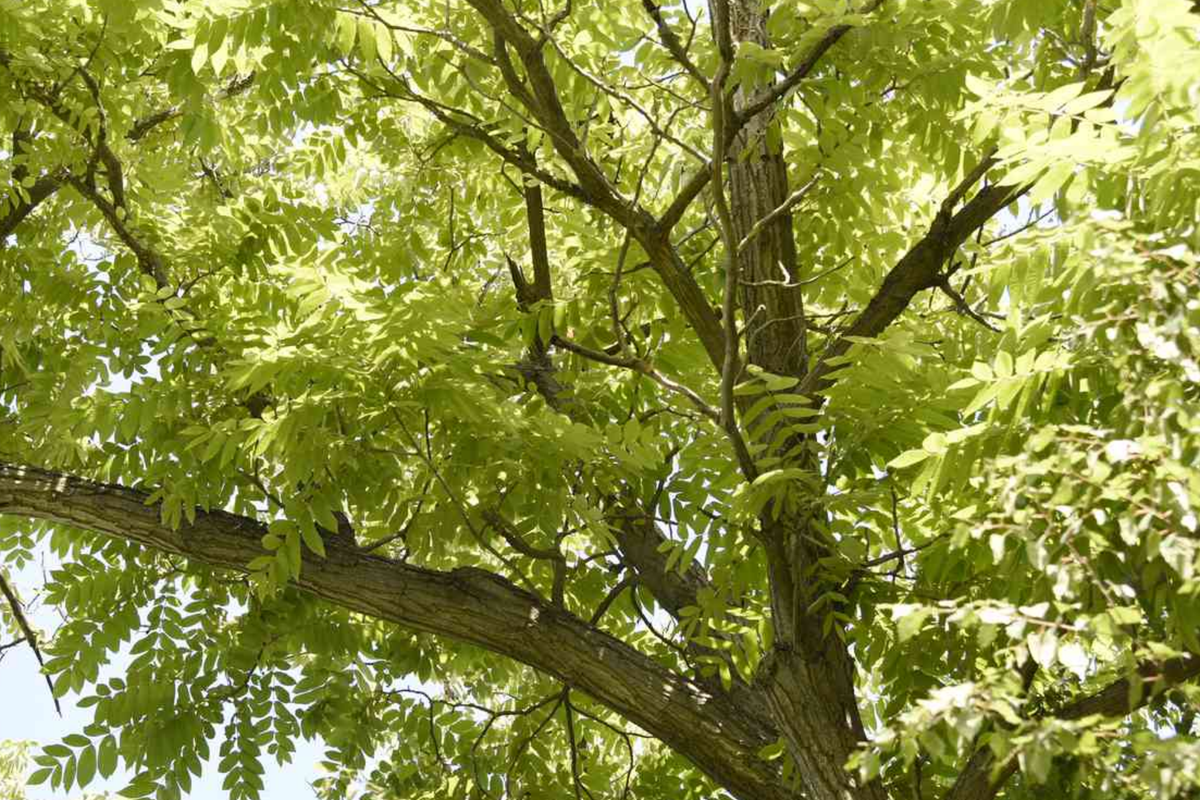 Butternut (White Walnut) Tree Seedlings – 2 Juglans cinerea Starter Plants, USDA Zones 3-7