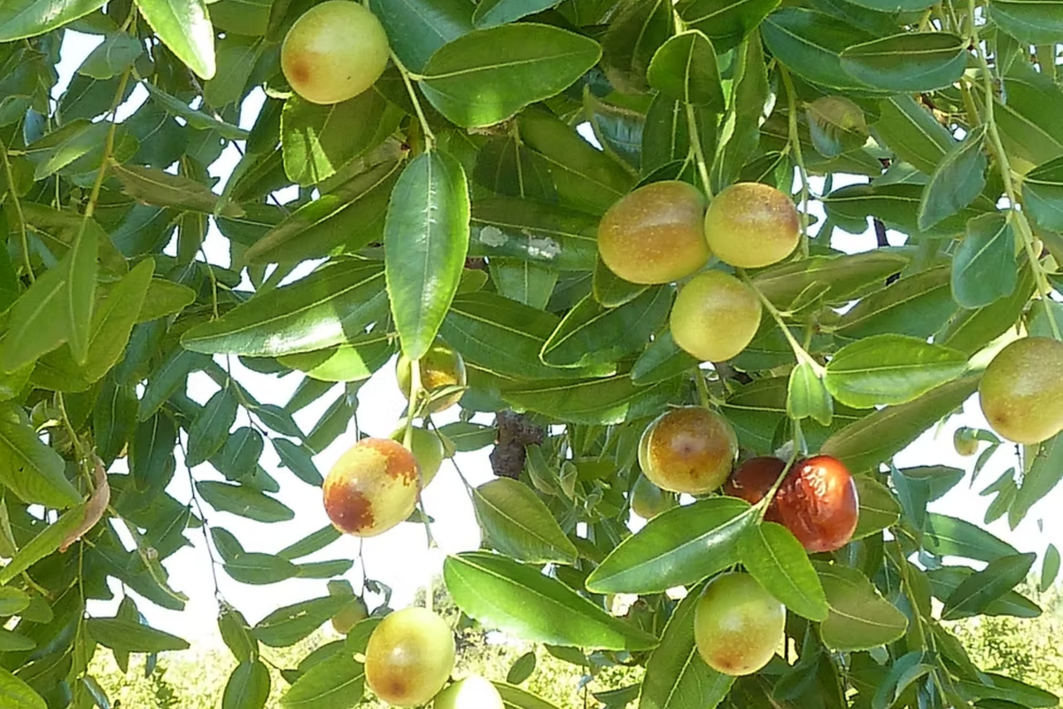 Shanxi Jujube Scion Cuttings (2) 6-Inch Grafting Cuttings | Ziziphus jujuba