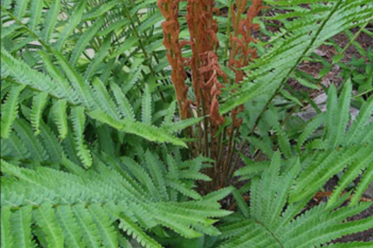 Cinnamon Fern Osmunda cinnamomea - 3 Bare-Root Starter Plants | Shade-Loving Perennial
