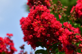 Deep Red Crape Myrtle Dynamite 2-3 ft - Starter Plant (Lagerstroemia indica)