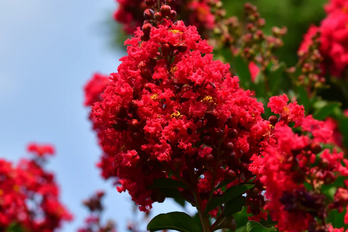 Deep Red Crape Myrtle Dynamite 2-3 ft - Starter Plant (Lagerstroemia indica)