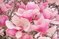 Saucer Magnolia Sapling (6-12") Bare Root - Pink Spring Blooms, Starter Plant