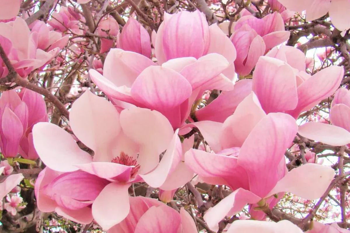 Saucer Magnolia Sapling (6-12") Bare Root - Pink Spring Blooms, Starter Plant
