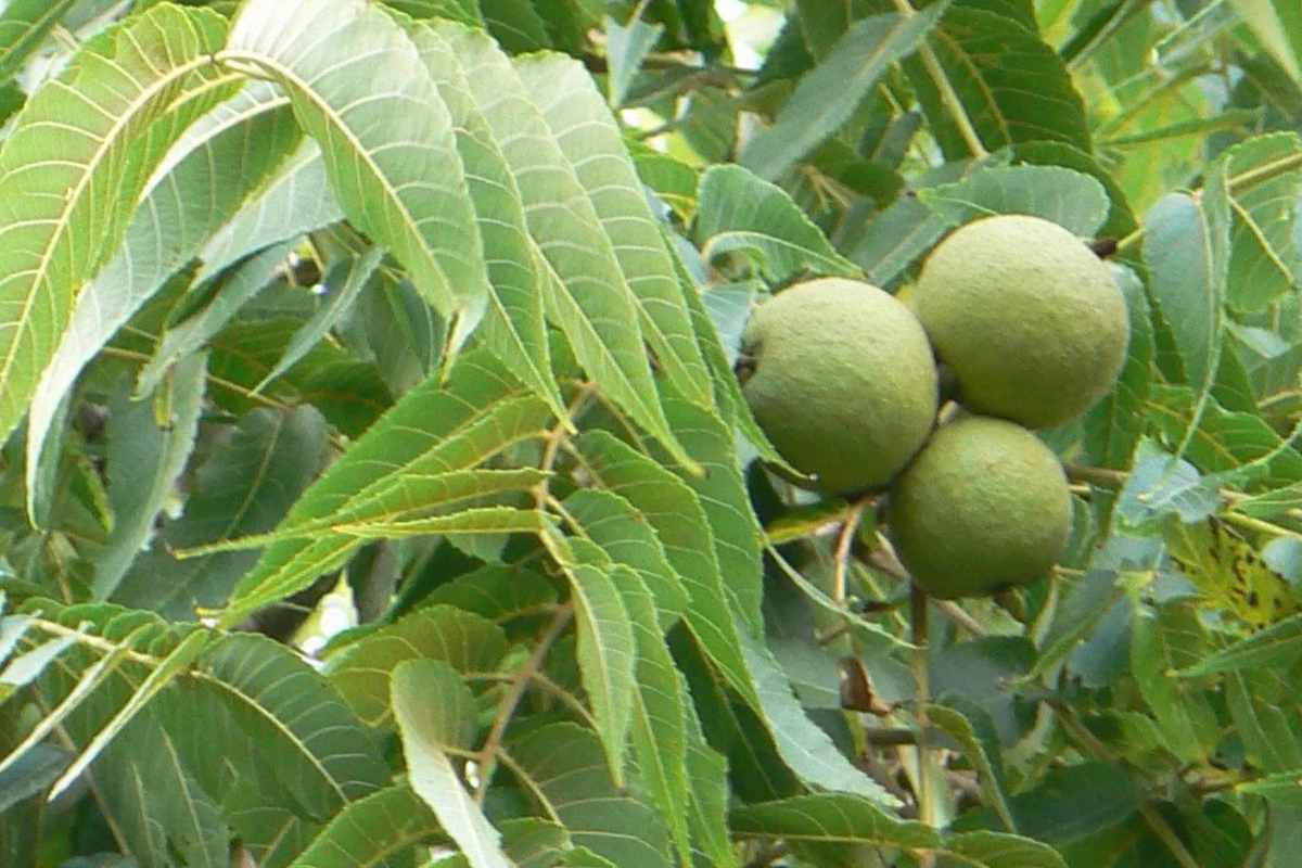 Black Walnut Trees (2 Pack) - Bare Root Seedlings, Juglans nigra, 1-2 ft tall, Zones 4-9