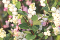 Snowberry Symphoricarpos albus Bare Root Plant 12-24" tall - White Berries, Hardy Wildlife Shrub (Zones 3-7)