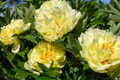 Peony Honey Gold Bare Root with 2+ Eyes | Fragrant White & Gold Blooms | Perennial for Zones 3-8