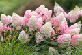 Strawberry Sundae Hydrangea Bare Root | Hydrangea paniculata ‘Rensun’ | 3-4 ft Blooming Shrub, Zones 3-8