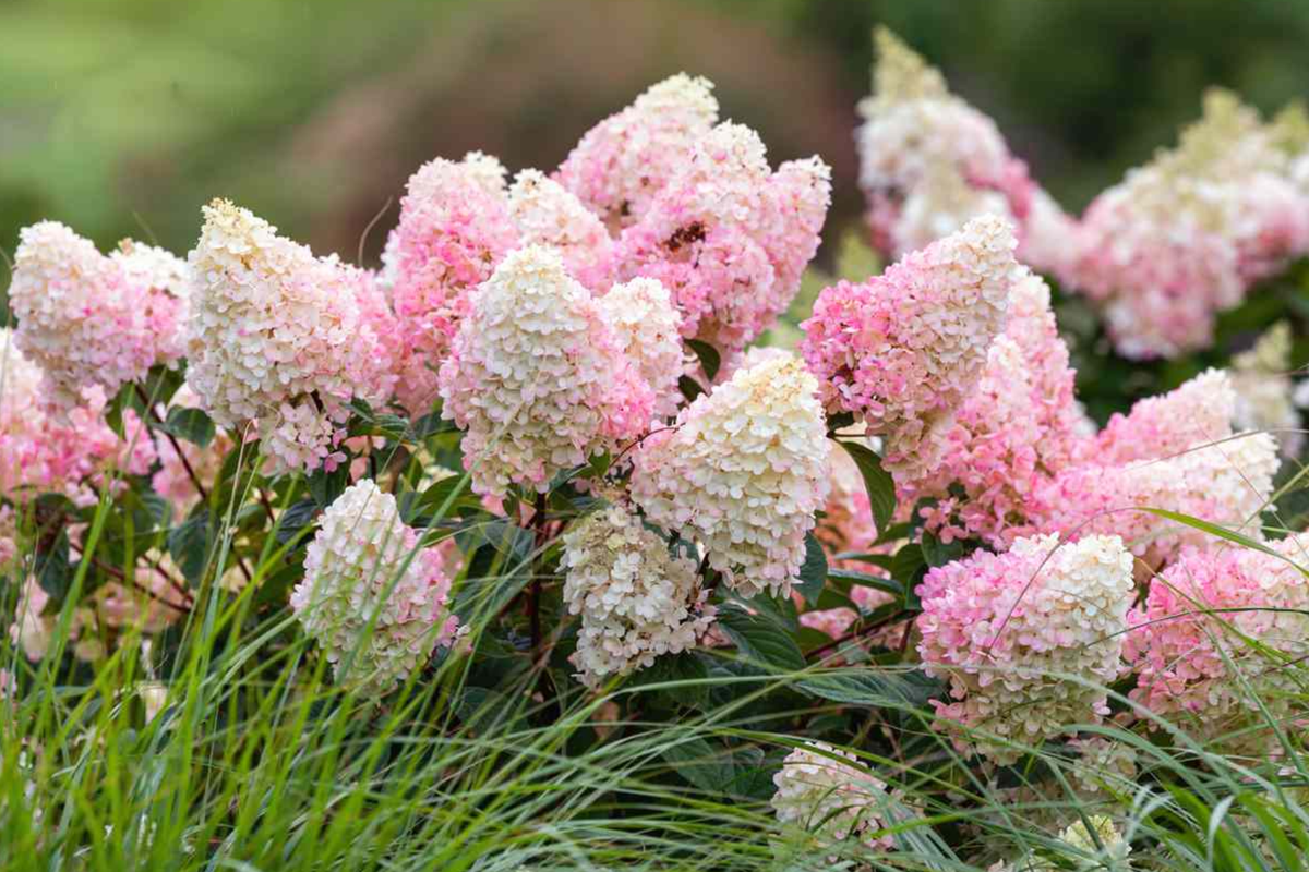 Strawberry Sundae Hydrangea Bare Root | Hydrangea paniculata ‘Rensun’ | 3-4 ft Blooming Shrub, Zones 3-8