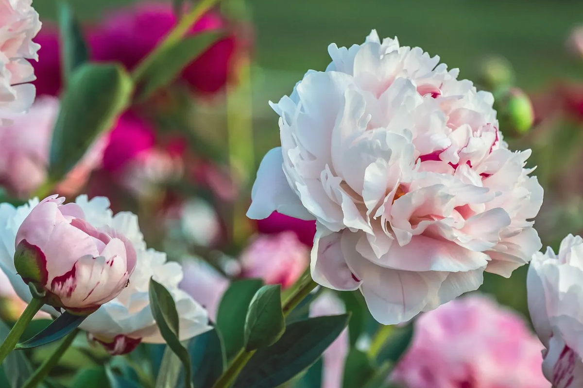 Peony Bowl of Beauty Bare Root (2+ Eyes) | Paeonia lactiflora | Bi-Color Blooms
