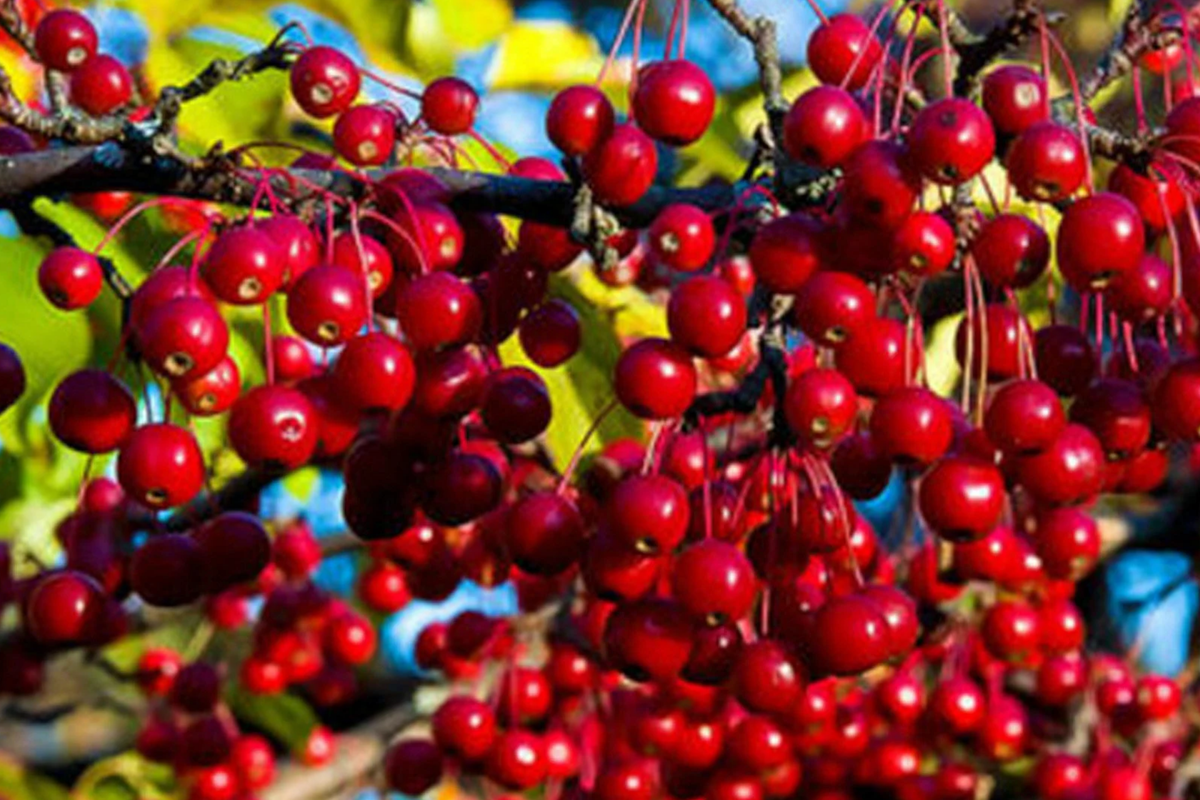 Aronia arbutifolia (Red Chokeberry) - 2 Bare-Root Shrubs, Pollinator-Friendly, Wet Soil Tolerant