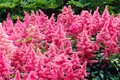 Astilbe Heavy Metal Bare Root Plant | Ruby Red Blooms | Shade-Loving Perennial (2-3 Eye)
