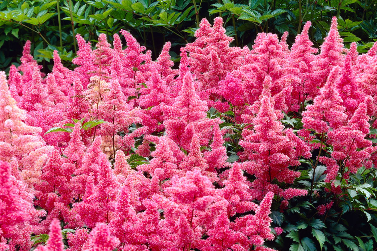 Astilbe Heavy Metal Bare Root Plant | Ruby Red Blooms | Shade-Loving Perennial (2-3 Eye)