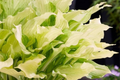 White Feather Hosta - Bare Root Starter Plant, Shade-Loving, Cold Hardy (Zones 3-9)