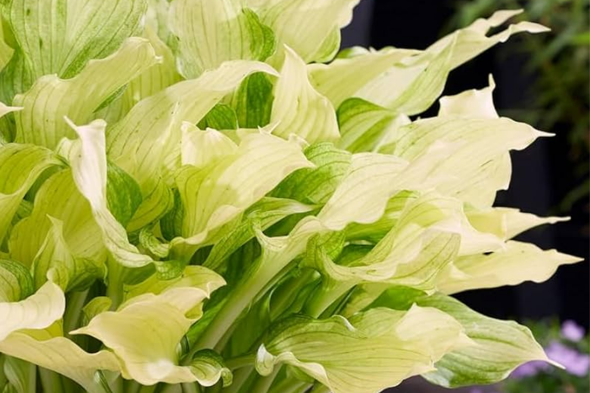 White Feather Hosta - Bare Root Starter Plant, Shade-Loving, Cold Hardy (Zones 3-9)
