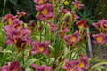 Little Grapette Daylily - Live Bare Root Plant, 12-18", Purple Blooms, Zones 3-9