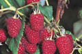 Royalty Purple Raspberry Bare Root Canes (2-Year-Old) – Large, Sweet Berries | Zones 4-8
