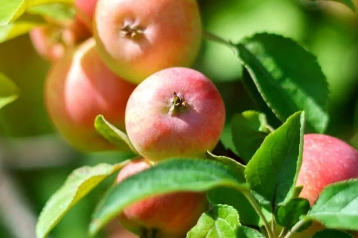 Winesap Apple Tree (Live Bare Root, 2-3ft) – Malus domestica 'Winesap' for Spring Planting