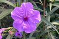 Mexican Petunia Ruellia Tuberosa - 2 Live Bare Root Plants