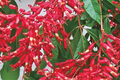 Buckeye Red Tree Bare-Root (2) | Aesculus pavia, Red Spring Blooms, Oval Shape
