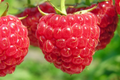 Nantahala Red Raspberry Plants (Rubus idaeus 'Nantahala') - 3 Bare Root, Cold-Hardy, Heavy-Yielding | Zones 4-9