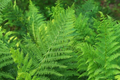 Lady Fern (Athyrium filix-femina) Bare Root Plants — 10 Starter Perennial Ferns for Shade